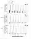 Fig. 16 - METHODS AND FORMULATIONS FOR INCREASING CHEMICAL STABILITY AND BIOLOGICAL ACTIVITY OF PHENOLIC COMPOUNDS