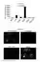 Fig. 44 - Compositions and methods for drug-sensitization or inhibition of a cancer cell