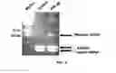 Fig. 06 - Polyamide compound and pharmaceutical composition for treating mitochondrial genetic diseases
