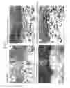 Fig. 02 - ARTIFICIAL SKIN