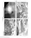 Fig. 03 - ARTIFICIAL SKIN