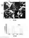 Fig. 07 - Ciclopirox for use in modulation of glucose homeostasis
