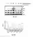 Fig. 10 - Ciclopirox for use in modulation of glucose homeostasis