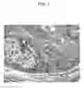 Fig. 02 - METHODS AND PHARMACEUTICAL COMPOSITIONS FOR TREATING DISEASES ASSOCIATED WITH ALTERED SERT ACTIVITY