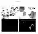 Fig. 03 - Compositions, systems, and methods for generating inner ear hair cells for treatment of hearing loss