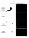 Fig. 29 - Compositions, systems, and methods for generating inner ear hair cells for treatment of hearing loss