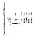 Fig. 07 - MUTANT ROS EXPRESSION IN HUMAN CANCER