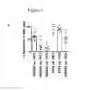 Fig. 06 - Combination therapy with double negative T-cells