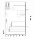 Fig. 02 - Composition comprising probiotic bacteria for use in the treatment of immune disorders