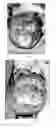 Fig. 05 - Pharmaceutical compositions for treating thermal injuries and wounds combined with bone injuries