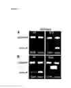 Fig. 03 - PHANTOM PHENOMENA TREATMENT