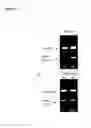 Fig. 07 - PHANTOM PHENOMENA TREATMENT