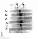 Fig. 04 - Methods of diagnosing and treating complications of pregnancy