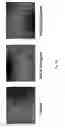 Fig. 23 - COMPOSITIONS COMPRISING IL-31 AND USES THEREOF