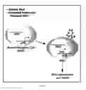 Fig. 02 - METHODS AND COMPOSITIONS FOR THE TREATMENT OF GLAUCOMA