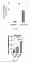 Fig. 08 - METHODS AND COMPOSITIONS FOR THE TREATMENT OF GLAUCOMA