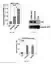 Fig. 09 - METHODS AND COMPOSITIONS FOR THE TREATMENT OF GLAUCOMA