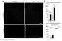 Fig. 01 - Compositions and methods of treating root avulsion injury