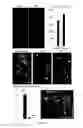 Fig. 03 - Compositions and methods of treating root avulsion injury