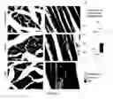 Fig. 05 - Compositions and methods of treating root avulsion injury