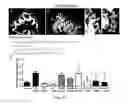 Fig. 08 - Compositions and methods of treating root avulsion injury