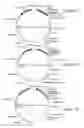 Fig. 03 - PRENATAL THERAPY TO INDUCE IMMUNE TOLERANCE