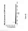Fig. 33 - Compositions and methods for controlled localized delivery of bone forming therapeutic agents