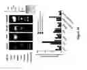 Fig. 50 - Compositions and methods for controlled localized delivery of bone forming therapeutic agents