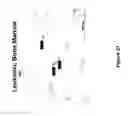 Fig. 58 - Compositions and methods for controlled localized delivery of bone forming therapeutic agents