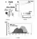 Fig. 13 - Highly stable biodegradable gene vector platforms for overcoming biological barriers