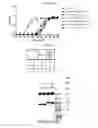 Fig. 18 - COMPOSITIONS AND METHODS FOR CONJUGATING ACTIVATABLE ANTIBODIES