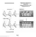 Fig. 03 - Bioactive agents included in functionalized starch having a single helix V-structure