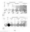 Fig. 10 - Bioactive agents included in functionalized starch having a single helix V-structure
