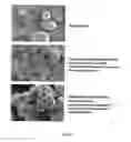 Fig. 17 - Bioactive agents included in functionalized starch having a single helix V-structure
