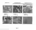 Fig. 18 - Bioactive agents included in functionalized starch having a single helix V-structure