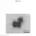 Fig. 11 - METAL-ORGANIC FRAMEWORK STIMULUS RESPONSIVE POLYMER COMPOSITE CAPABLE OF CONTROLLING RELEASE OF GUEST