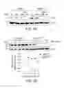 Fig. 14 - INFLAMMATION-ENABLING POLYPEPTIDES AND USES THEREOF