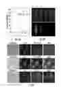Fig. 03 - PH SENSITIVE FLUORESCENT COMPOUNDS AND METHODS FOR TUMOR DETECTION