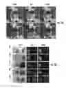 Fig. 04 - PH SENSITIVE FLUORESCENT COMPOUNDS AND METHODS FOR TUMOR DETECTION