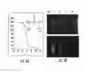 Fig. 07 - PH SENSITIVE FLUORESCENT COMPOUNDS AND METHODS FOR TUMOR DETECTION