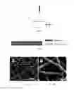 Fig. 02 - Tissue substitute multilayer matrix and uses thereof