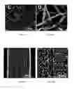 Fig. 03 - Tissue substitute multilayer matrix and uses thereof