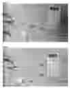 Fig. 43 - Method for controlling work time for forming shape of biphasic self-setting calcium phosphate
