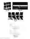 Fig. 06 - Scaffolds comprising nanoelectronic components for cells, tissues, and other applications
