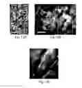 Fig. 22 - Scaffolds comprising nanoelectronic components for cells, tissues, and other applications