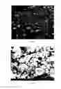 Fig. 02 - Crystalline coating and release of bioactive agents