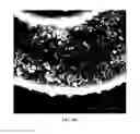 Fig. 40 - Crystalline coating and release of bioactive agents