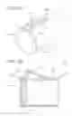 Fig. 18 - Antimicrobial IV access cap
