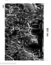 Fig. 83 - Methods for arranging nanoscopic elements within networks, fabrics and films
