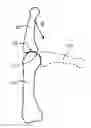 Fig. 01 - Anatomical robot